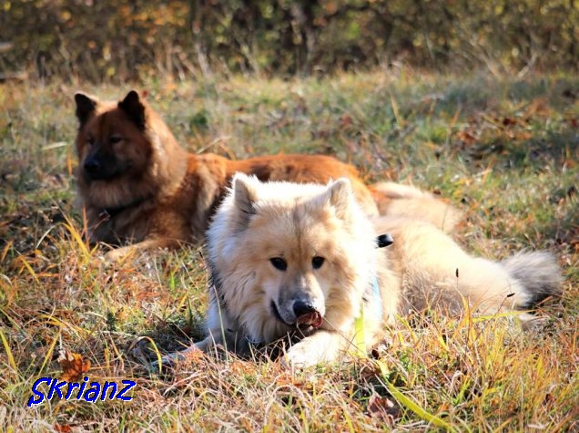 7.11.2021 - Auch Aria und Dante  relaxen